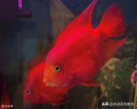 血鸚鵡溫度|血鸚鵡魚餵養7大注意事項 – 寵物百科